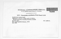 Cumminsiella mirabilissima image